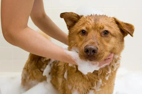 Dog taking a bath Stock Photos