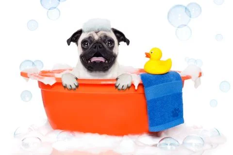 Dog taking a bath Stock Photos