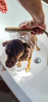 Dog taking a bath Stock Photos