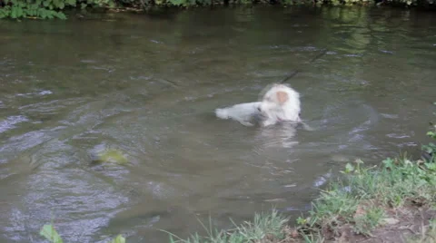 Dog taking a bath playing in water Stock Footage 46442836