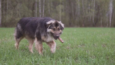 A dog is taking a bone and walking away. Green field and forest on a background Stock Footage 109422545
