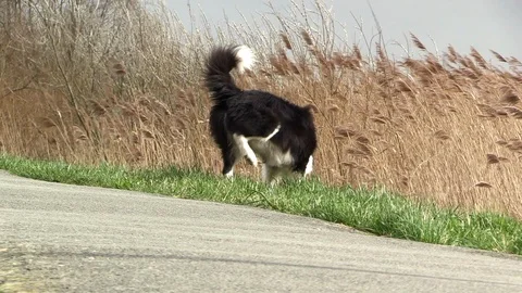 Border collie best sale peeing in house