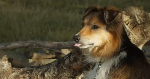 Dog taking a rest by an old cut down tree in a park on a sunny day Stock-Footage 150375143