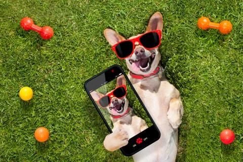 Dog taking a selfie Stockfoto's
