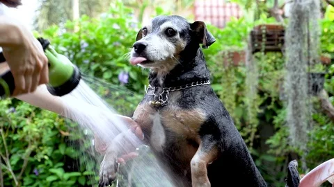 A dog taking a shower with shampoo and water at outdoor Video stock 102758111