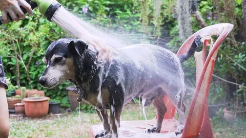 A dog taking a shower with shampoo and water at outdoor Video stock 102758844
