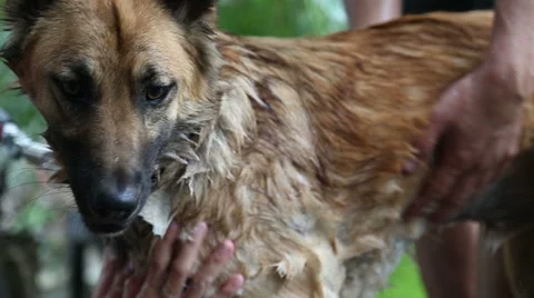 Dog taking a shower with soap and water Stock Footage 66300514