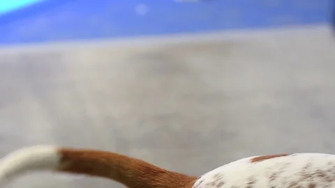 Dog tale closeup Stock Footage 82741956