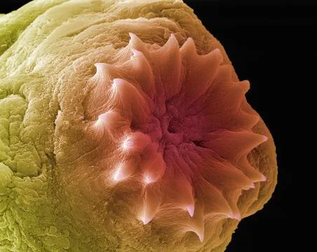 Dog tapeworm head, SEM Photos
