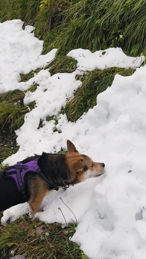 Dog Tasting Snow in Alpine Environment. Stock Footage 328462271