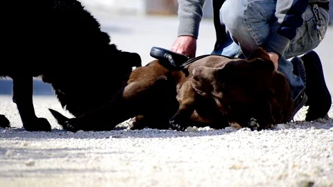 Dog teaching by owner 動画素材 127244254