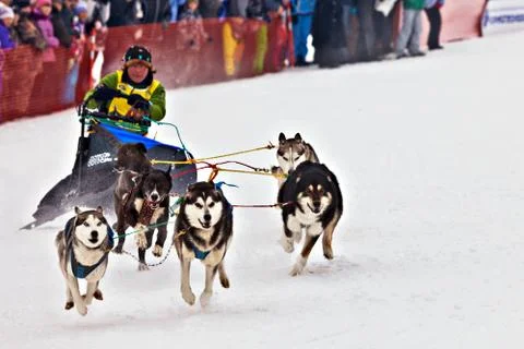 Dog team Stock Photos