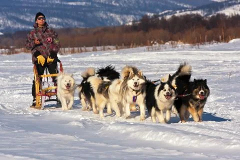 Dog team Stock Photos