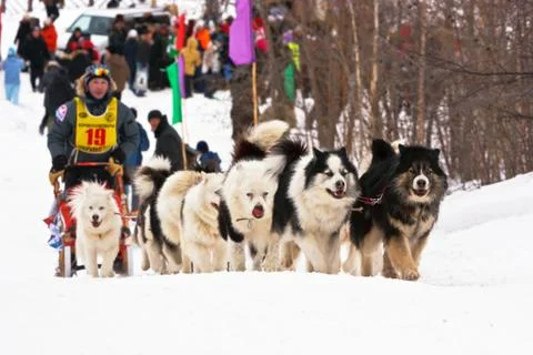 Dog team Stock Photos