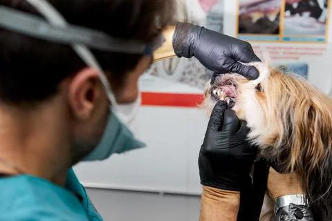 Dog teeth with cavities close-up. Checking dog teeth Stock Photos