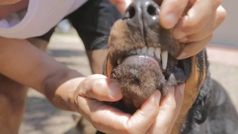 Dog teeth Stock Footage