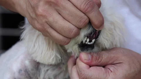 Dog with teeth gingivitis decay and gum problem with front teeth dropped off. Stock Footage 283254132