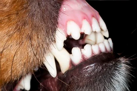 Dog teeth Stock Photos