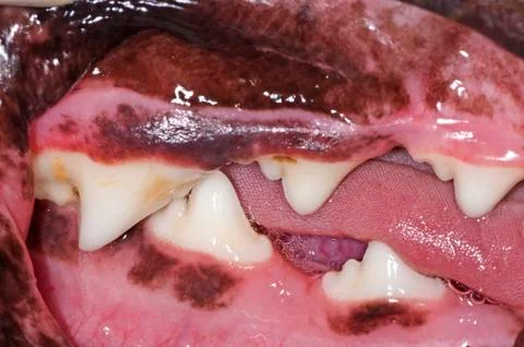 Dog teeth Stock Photos