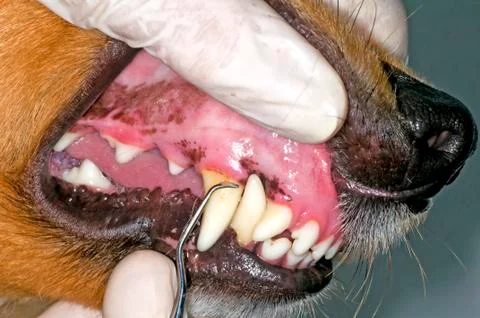 Dog teeth Stock Photos