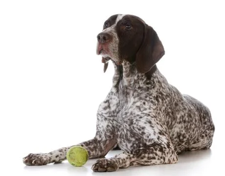 Dog with tennis ball Stock Photos
