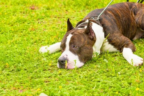 Dog of terrier Close-up Foto stock