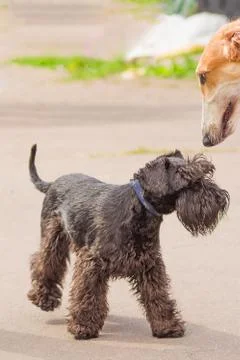 Dog of terrier Close-up Stock Photos