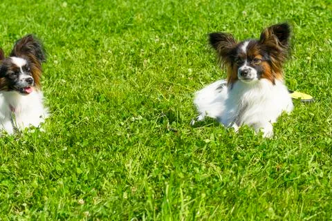 Dog of terrier Close-up Stock Photos