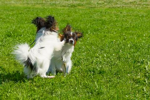 Dog of terrier Close-up Stock Photos