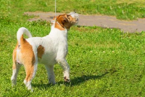 Dog of terrier Close-up Stock Photos