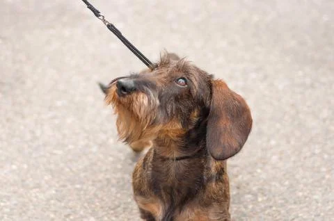 Dog of terrier Close-up Stock Photos