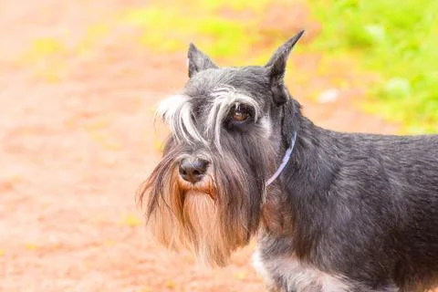 Dog of terrier Close-up Stock Photos