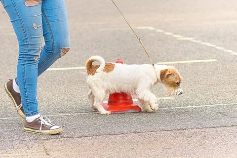 Dog of terrier Close-up Stock Photos