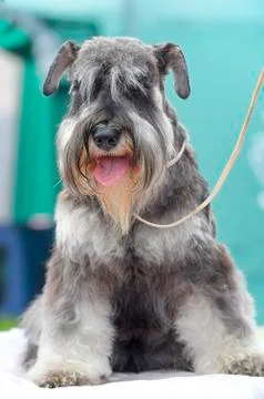Dog of terrier Close-up Stock Photos