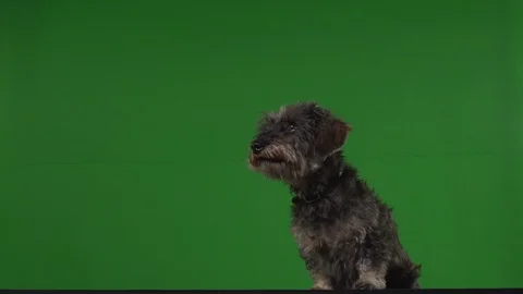 Dog terrier green screen Stock Footage 125872041