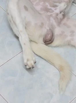 Dog testicle Stock Photos