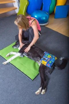 Dog therapy Stock Photos