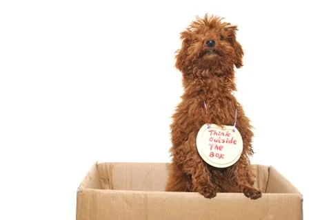 Dog thinking outside the box Stock Photos