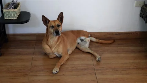 A dog with three legs looking at the camera lying on the living room floor Video stock 164621873