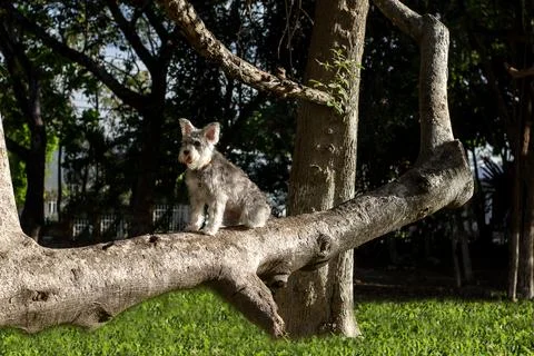 Dog on a three Foto stock