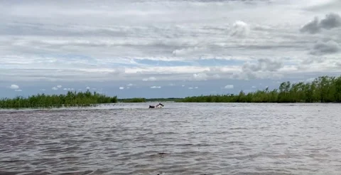 The dog throws into the river behind the thrown stick, finds and defiantly Video stock 135473669
