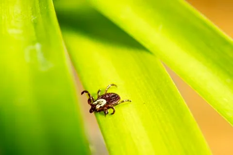 Dog Tick on Leaf Stock Photos