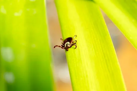 Dog Tick on Leaf Foto stock