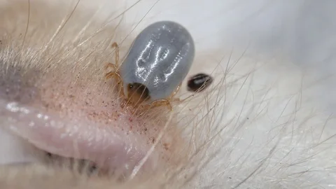 Dog tick, Paralysis tick insect parasite carrier of lyme desease 스톡 동영상 81768257