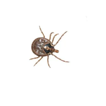 Dog tick Foto stock