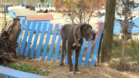 Dog tied to tree Stock Footage 224128362