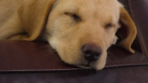 DOG TIRED Stock Footage 122533541