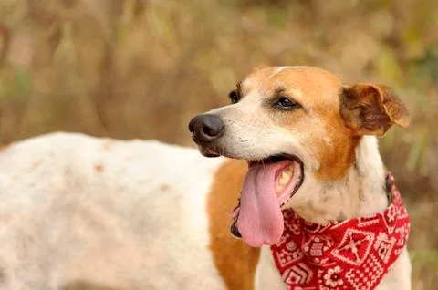 Dog Tired Stock Photos