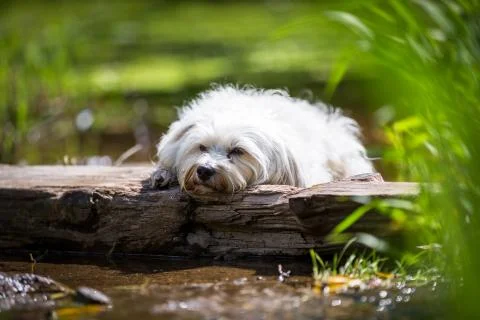 Dog Tired Stock-Fotos