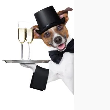 Dog toasting Stock Photos